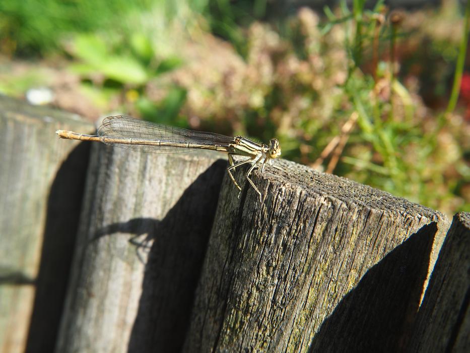 Dragonfly Garden Insect