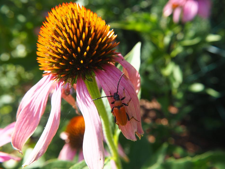 Echinacea Blossom Bloom