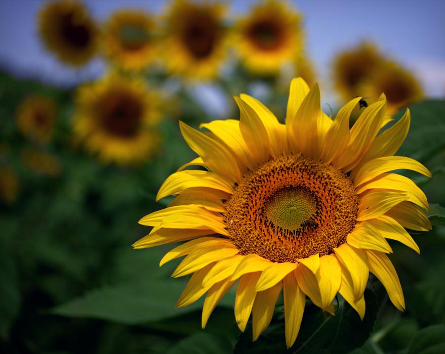 gorgeous field of flowers