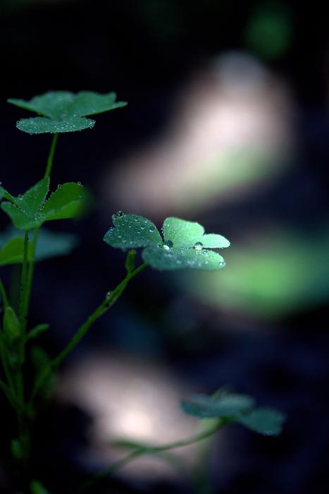 green clover leaves in the sunlight