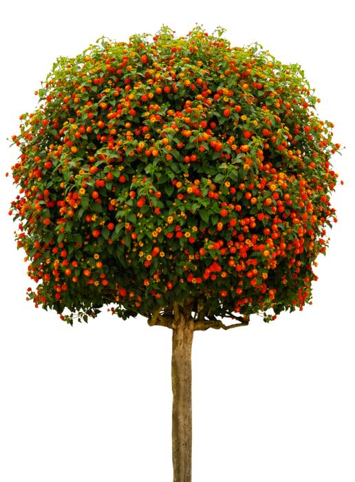 red apples on a tall tree