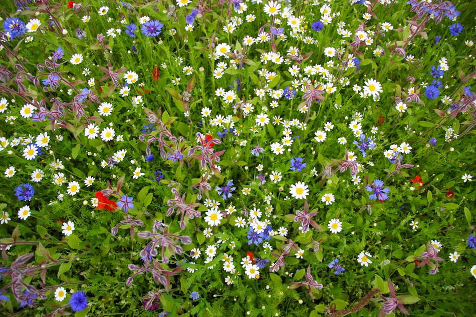 Wild Flowers Nature