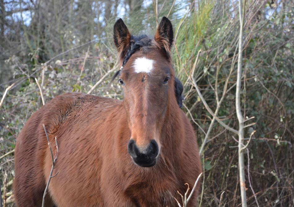 Horse Gelding Standard Brown