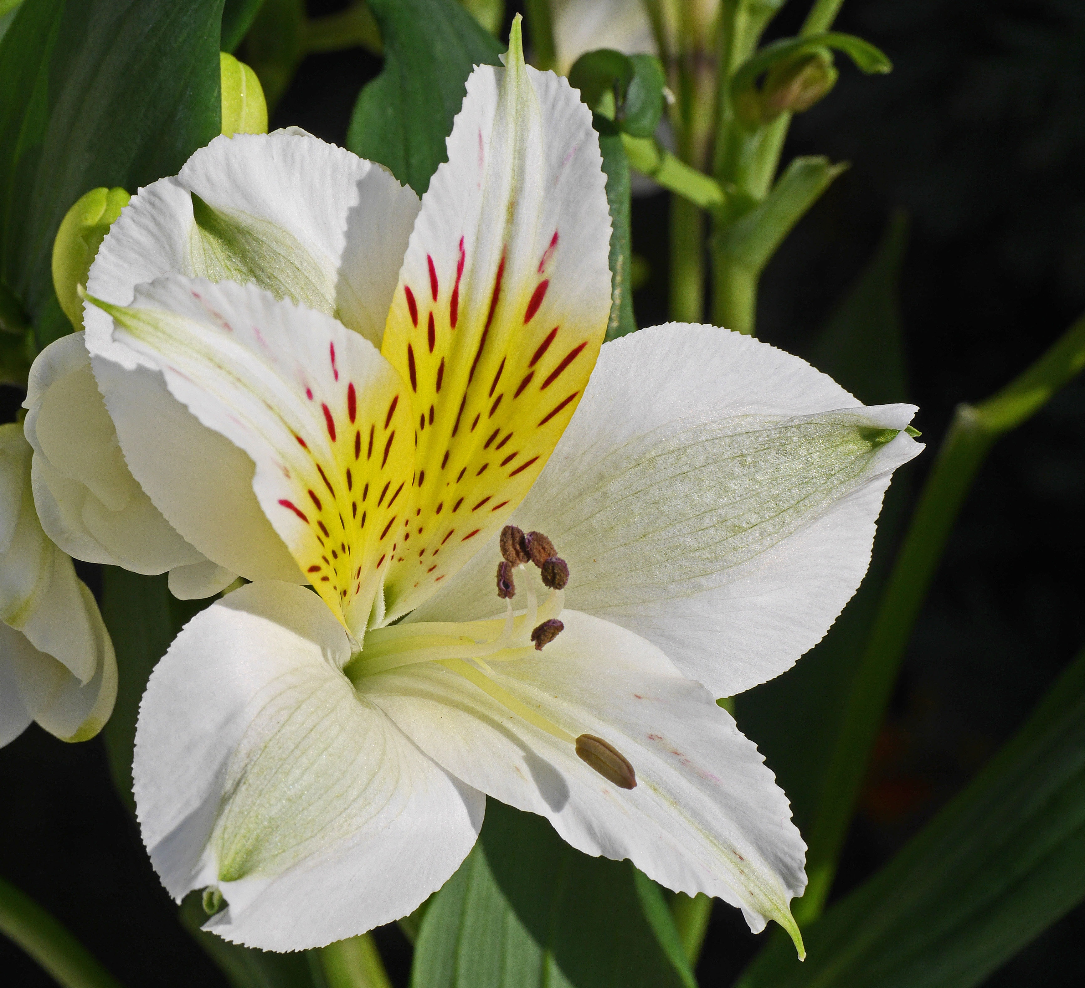 The Impact Of The Lily Bloom Leak: A Celebrity's Fall