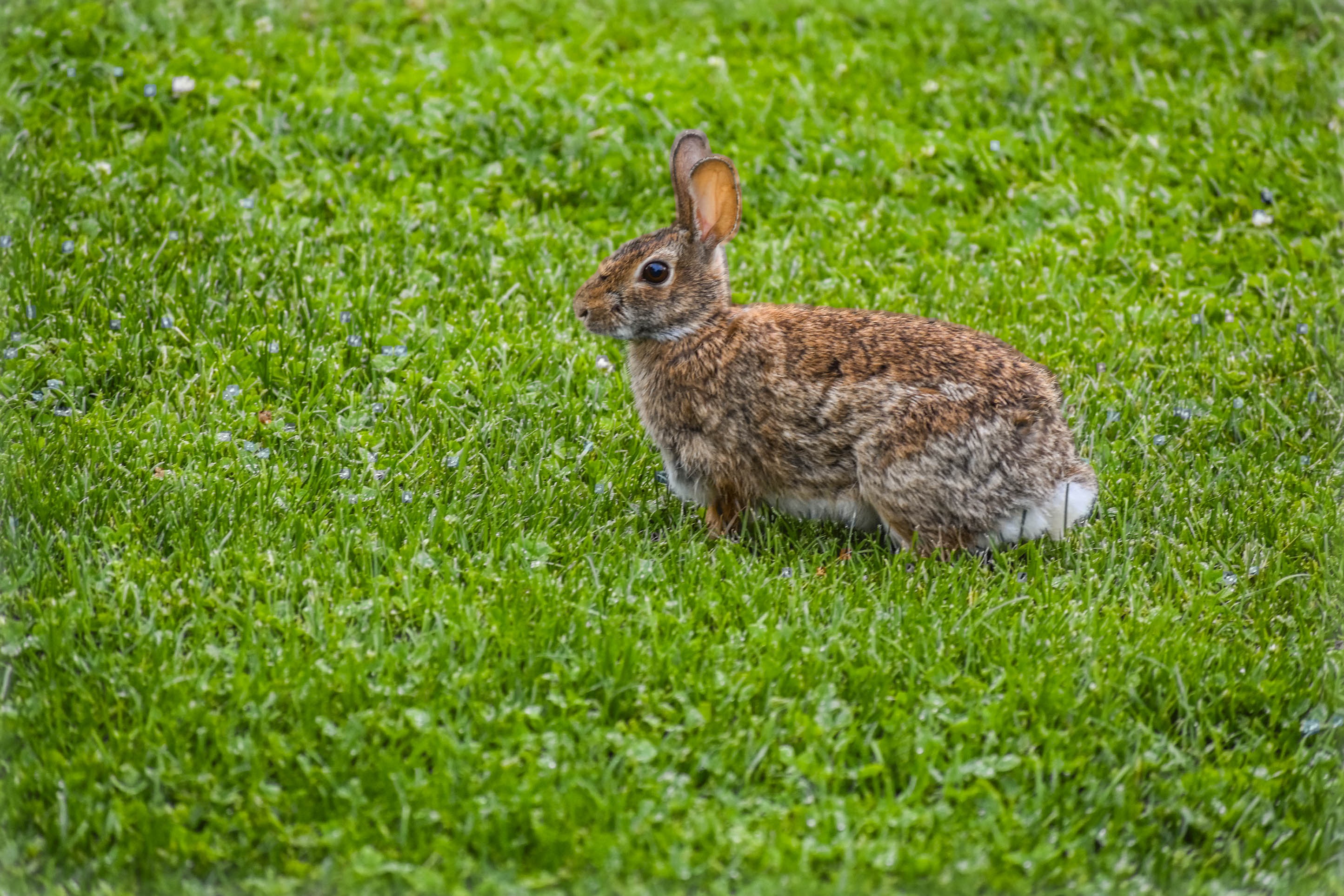 Rabbit Nature Animal free image download