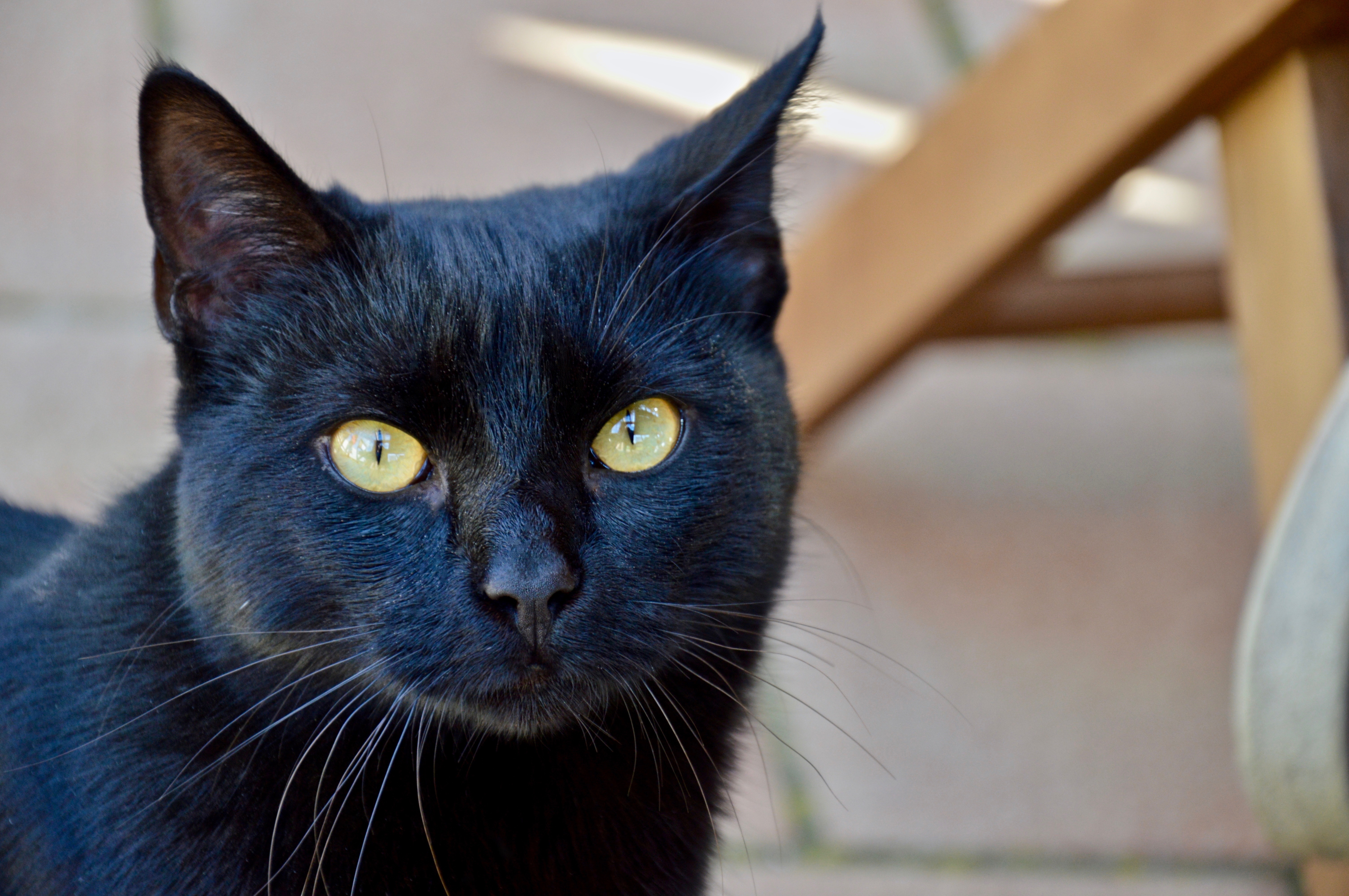 Черная кошка без породы