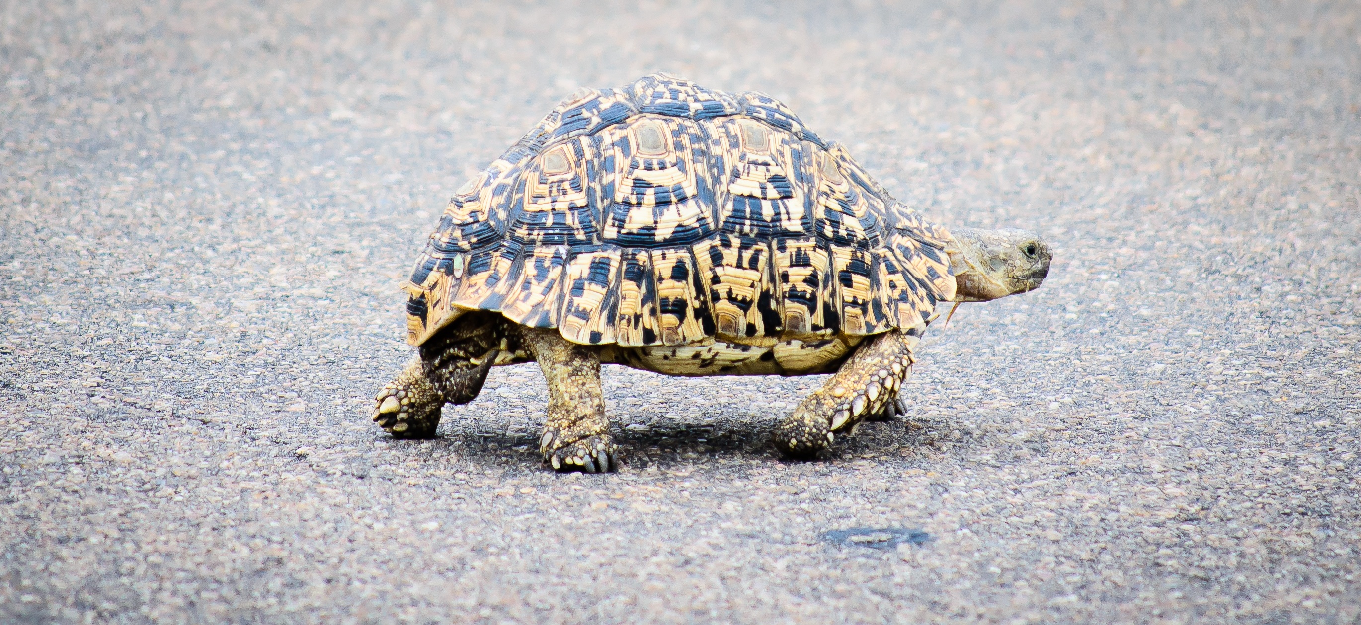 Reptile Tortoise Nature free image download