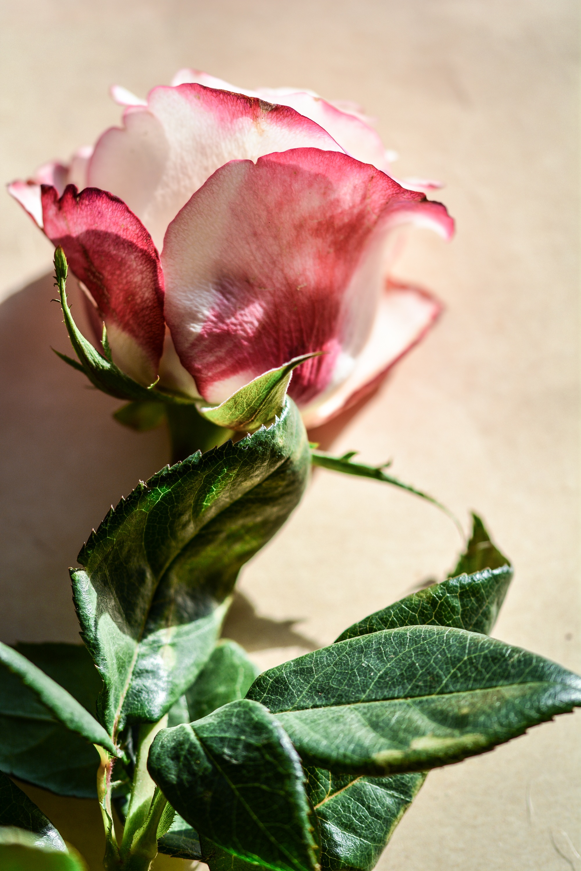 Rose Flower Single free image download