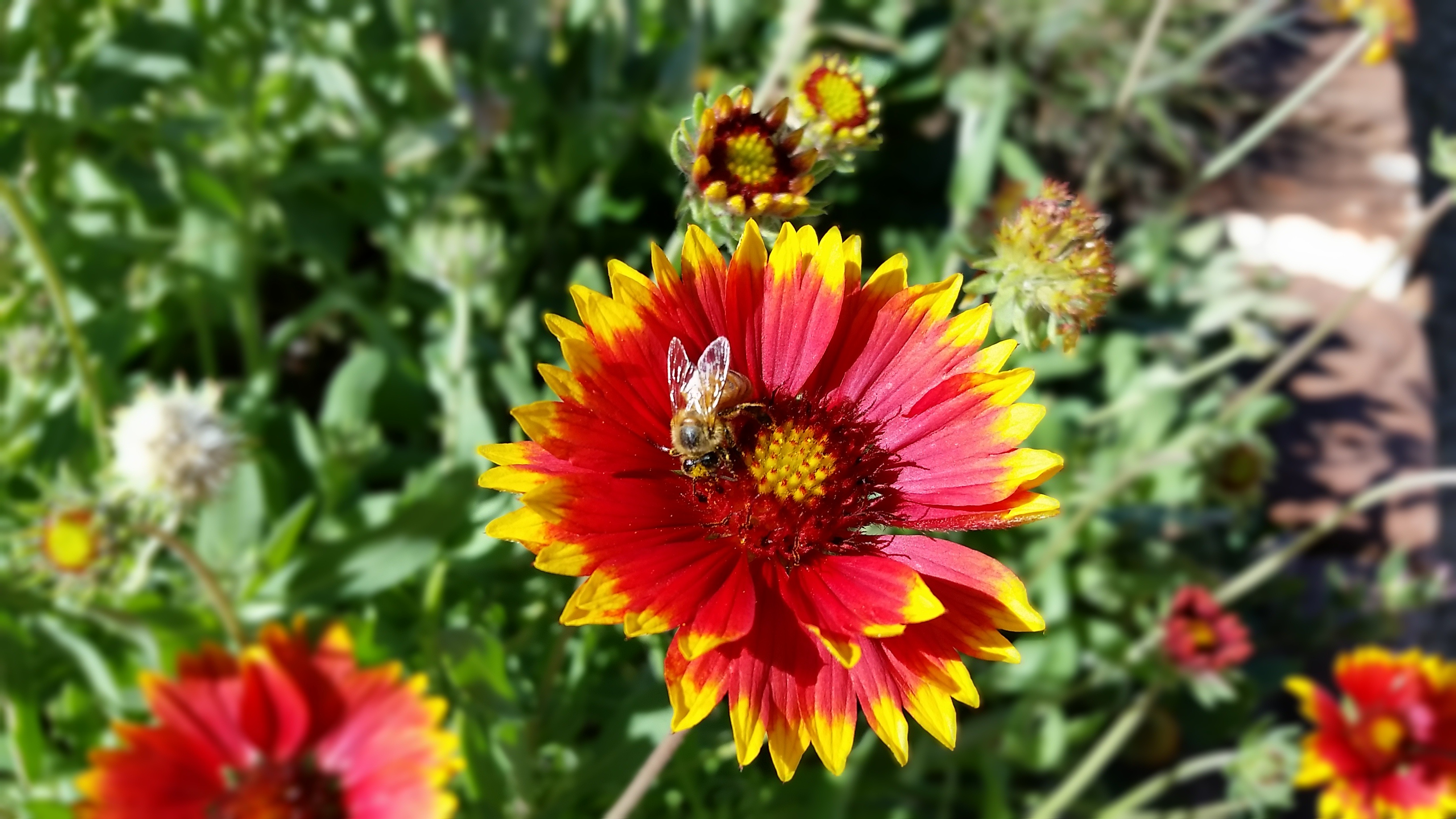 Blanket Flower Red Yellow free image download