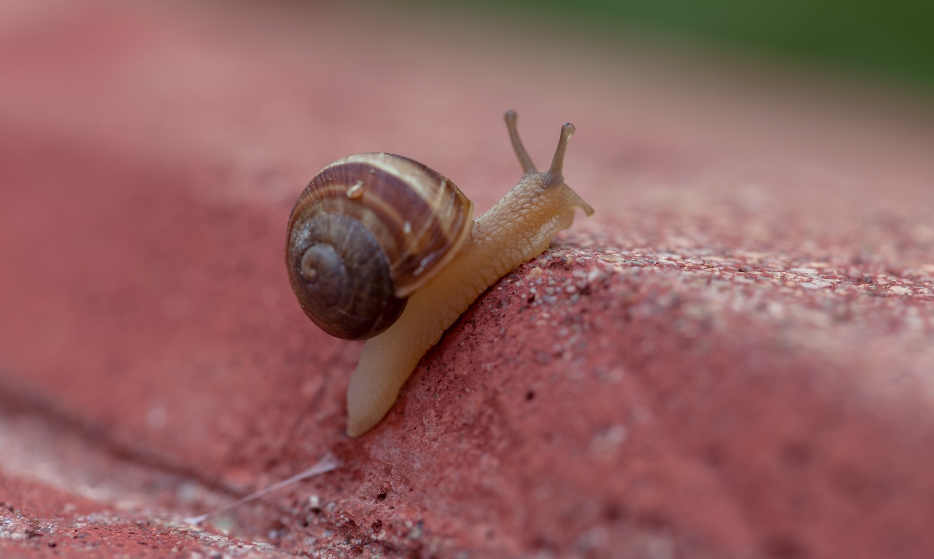 Gastropods Snail Slugs closeup view free image download
