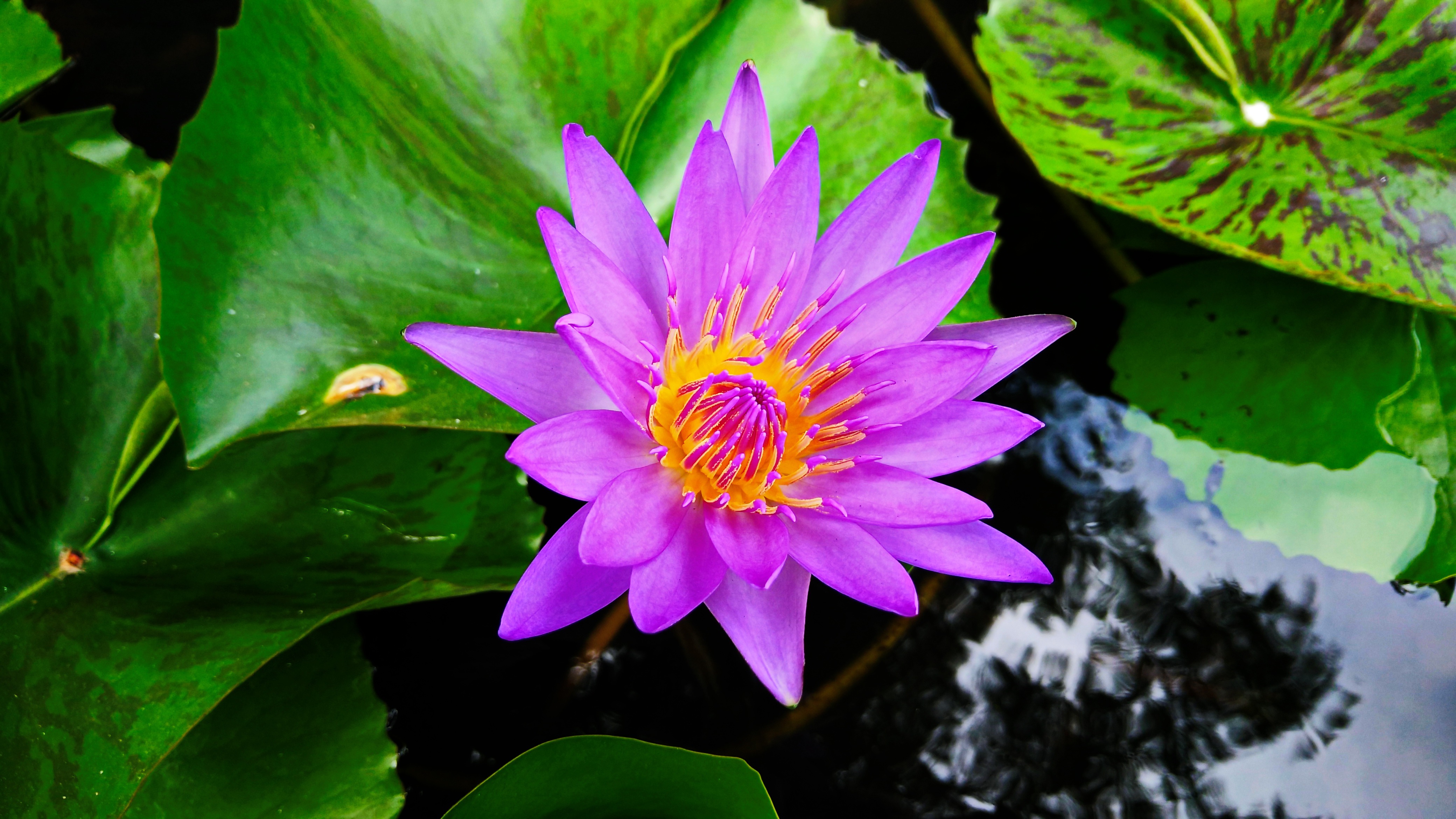 Lotus Nature Green free image download