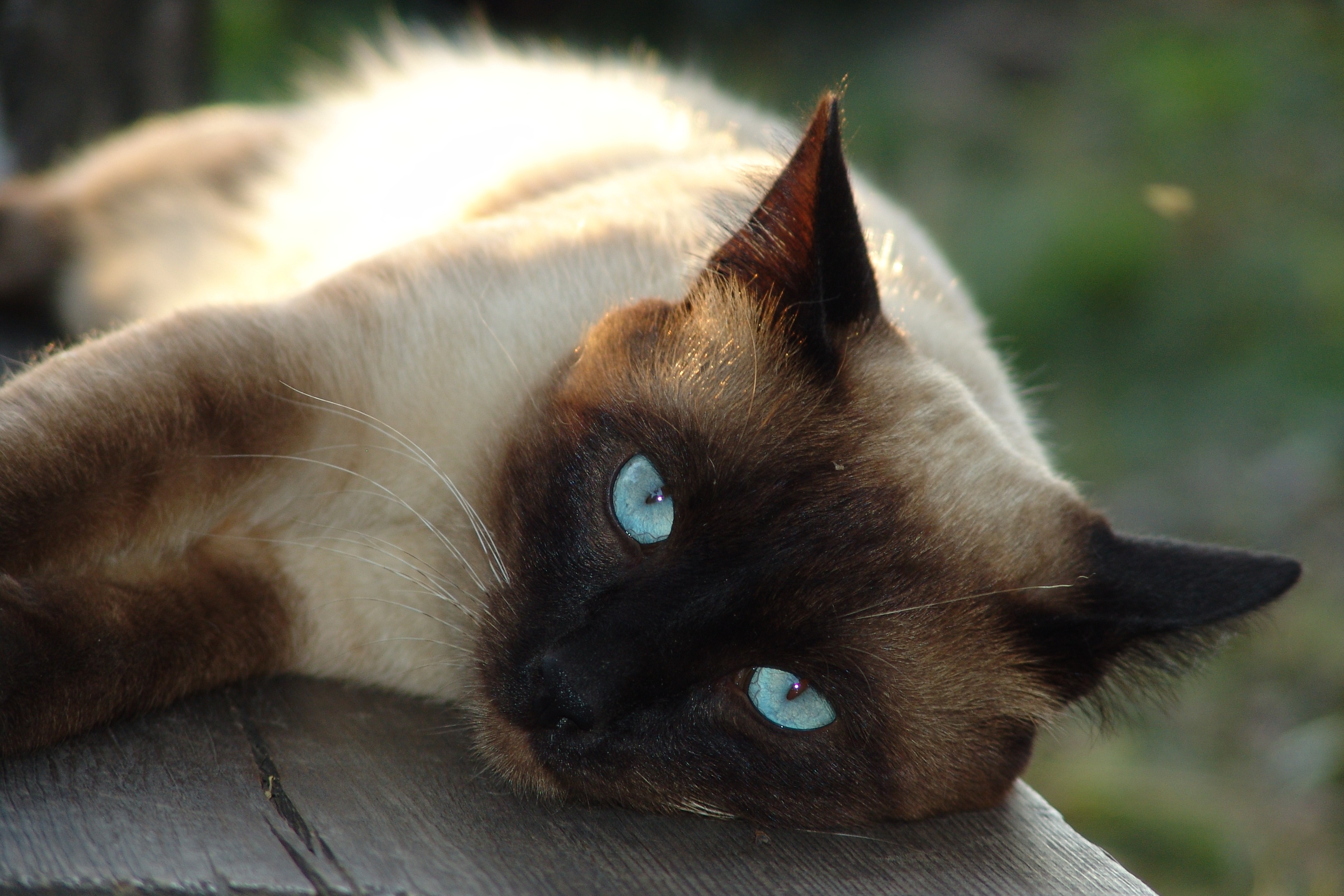 Сиамская кошка