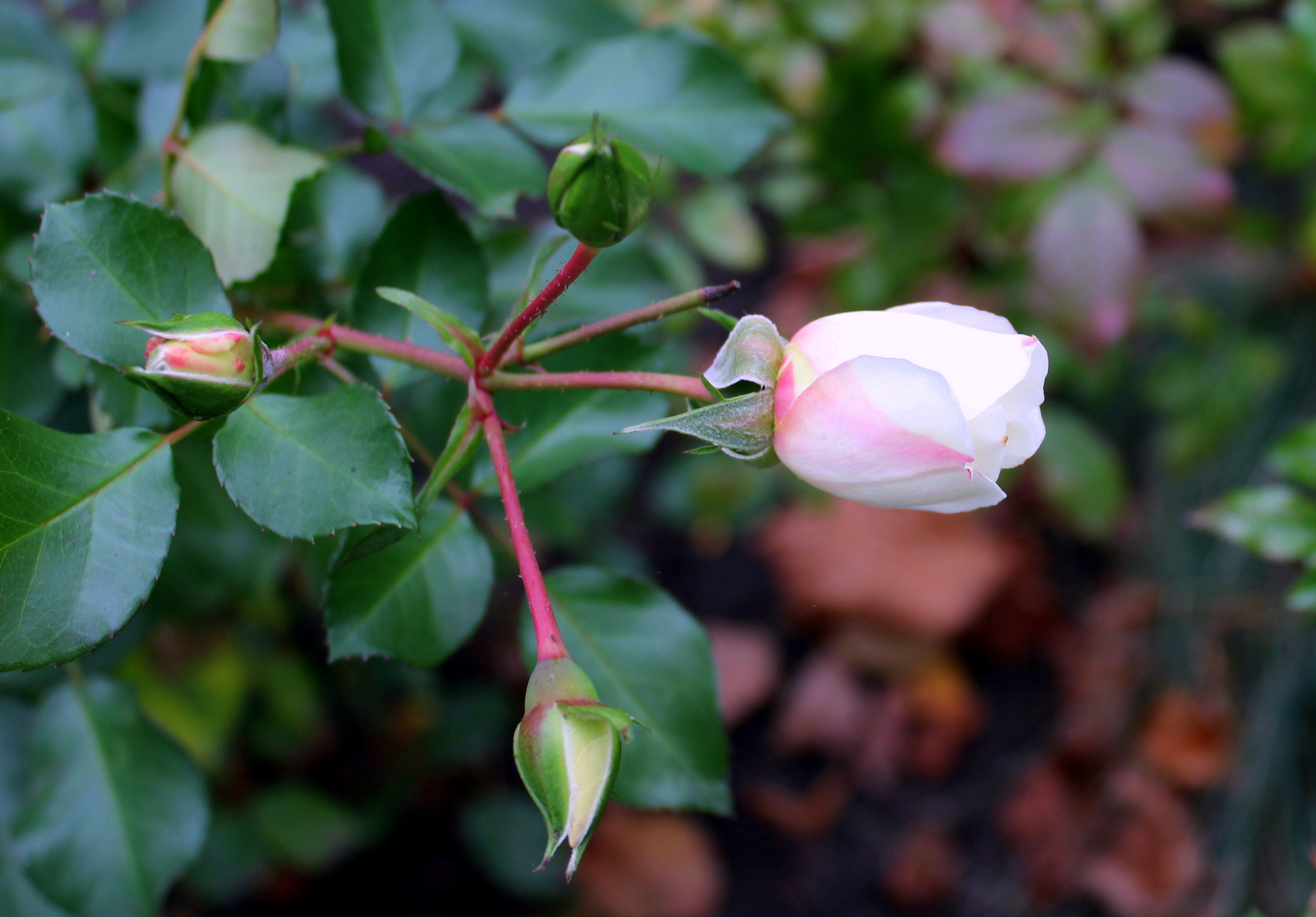 Rose Rosebud Flower free image download