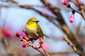 Bird Animal Nature
