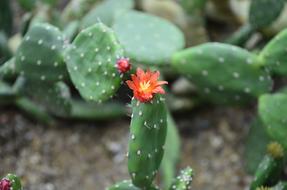 small flower on cactus