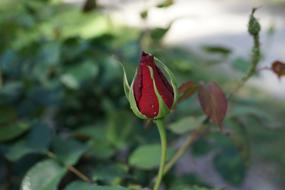 bud red indoor garden view