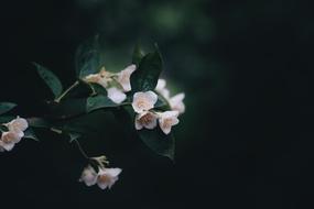 white flowers in the night