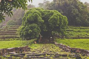 Green Grass Trees