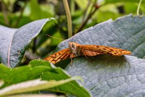 Butterfly Keiser Coat