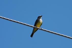 Enjambrero Bird Ave Tlapa De