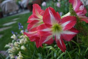lovely flowers closeup