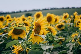 sunflowers in a field under the sun