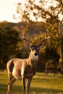 Deer Animal Horn