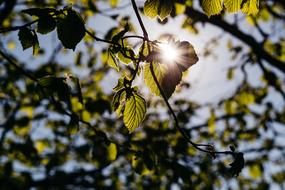 ray of sunshine in the foliage