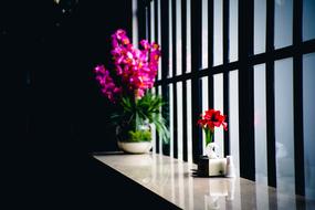 Beautiful pink and red flowers near the window