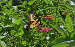 Common Swallowtail On Zinnia