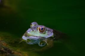 frog in green water