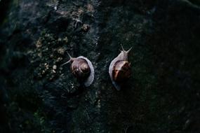 Rocks Snail Reptile