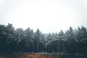 Trees Plants Nature