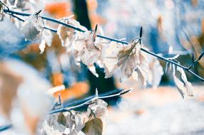 winter leaves on a branch