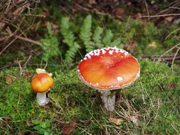 Mushroom Fly Agaric Forest