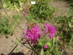 wild plants in the vegetable garden