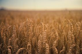 Grass Farm Agriculture