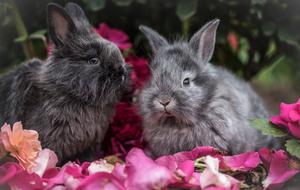 Rabbit Pet Animal