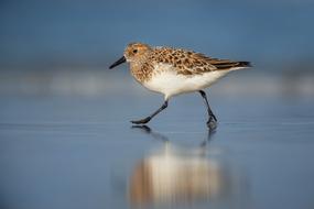 Bird Animal Pet