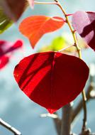 Flower Leaves Potted Plant