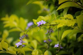 Flower Tiny Nature