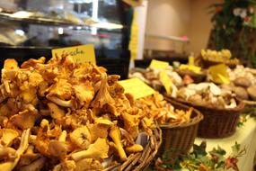 mushroom fair