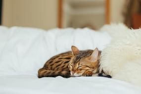 domestic Cat Kitten on bed