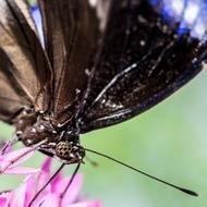 Butterfly Flower Blossom