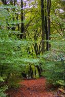 Trees Woodland Wood