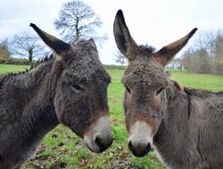 Donkeys Heads Asses Long Ears Gray
