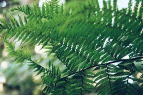 Fern Green Leaf