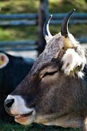 Cow Beef Portrait