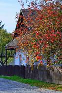 Autumn trees in the garden in the countryside