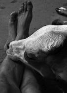 Black and white photo of the barefoot person's legs and cute cow, in India